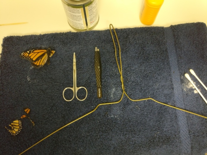 An American fashion designer performed a wing transplant operation on a live butterfly