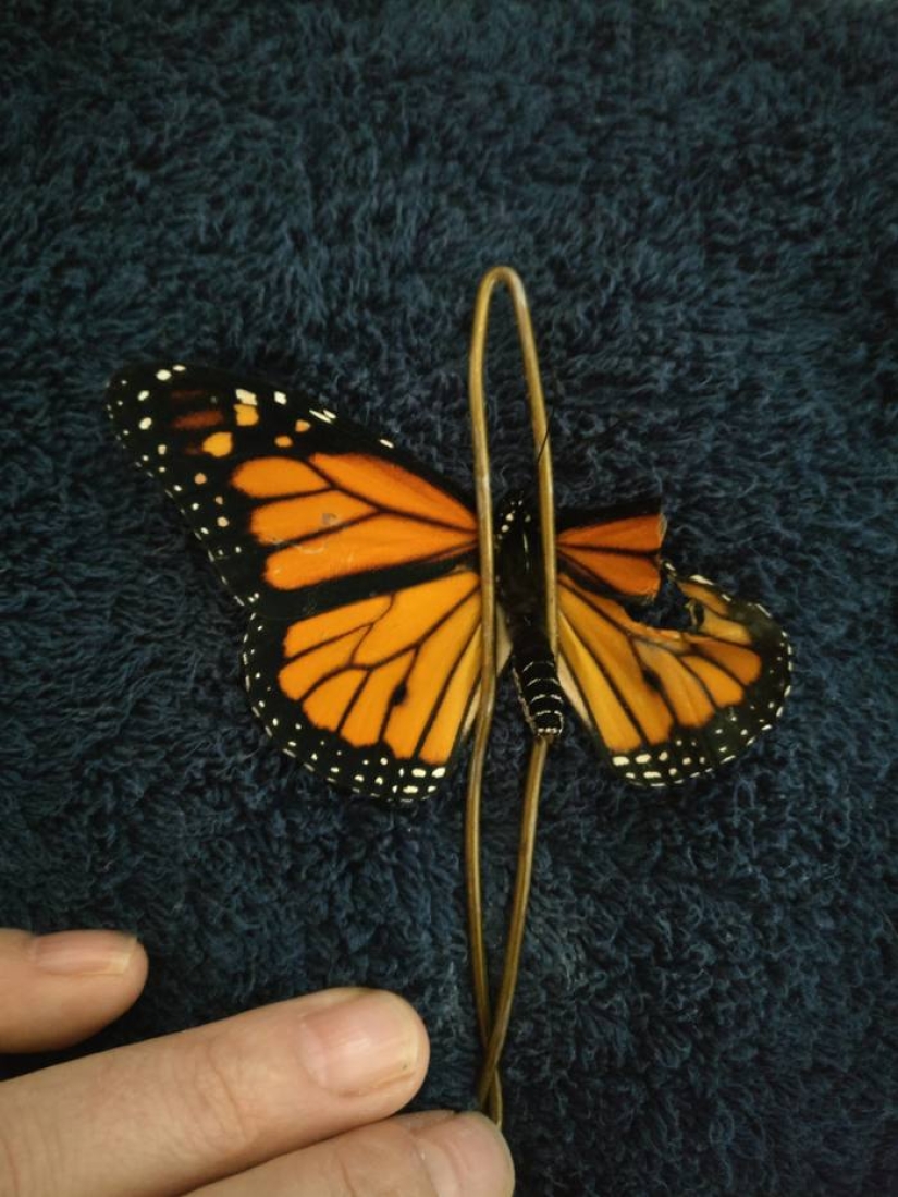 An American fashion designer performed a wing transplant operation on a live butterfly