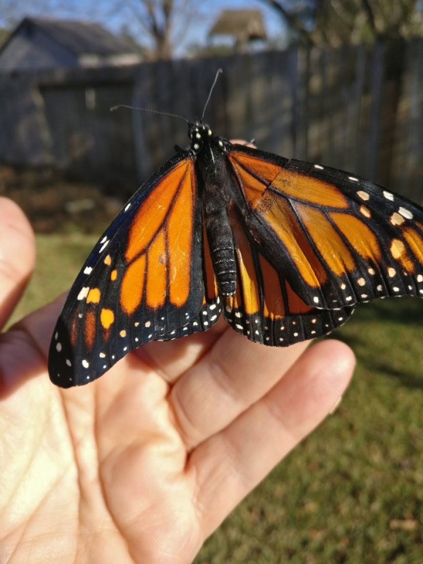 An American fashion designer performed a wing transplant operation on a live butterfly