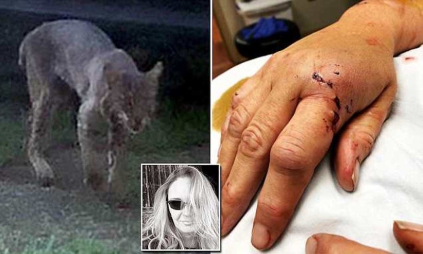 An American grandmother strangled a rabid lynx that attacked her with her bare hands