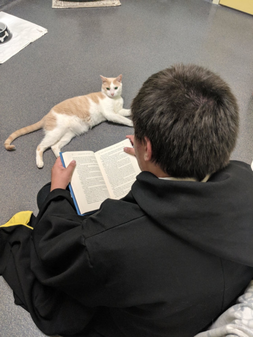 An American tamed a homeless blind cat by reading Harry Potter books to him