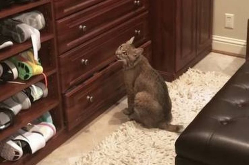 An American woman rescued an animal that she mistook for a cat. How wrong she was