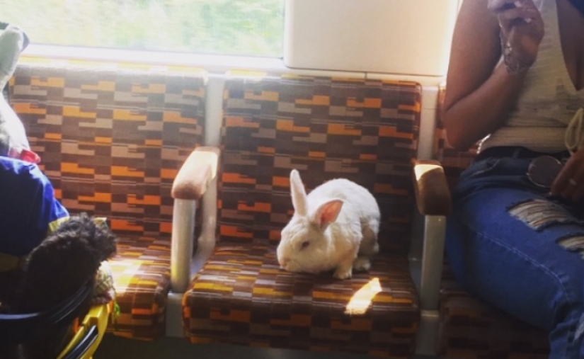 An important white rabbit rides around London like a hare