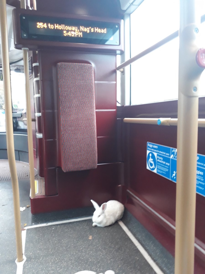 An important white rabbit rides around London like a hare
