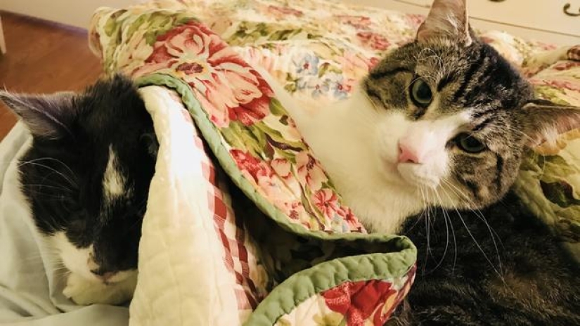 An ordinary American teacher spent 19 thousand dollars on a kidney transplant to a cat