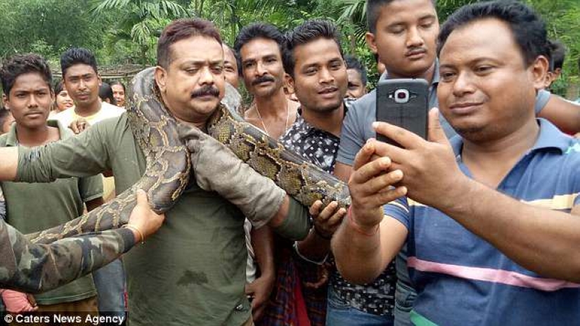 An ungrateful creature: a 10-meter python almost strangled its savior