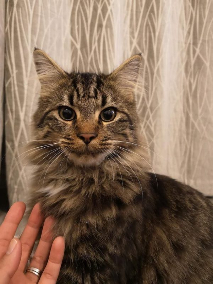 An unusual rescue operation took place in the UK: firefighters removed a cat from a tree together with the owner