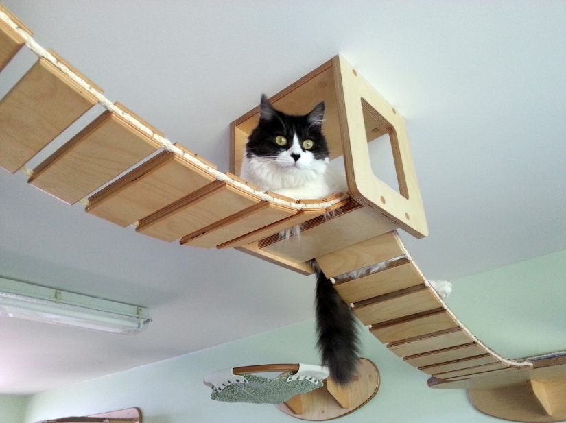 And you play, play, play, play: playgrounds for cats