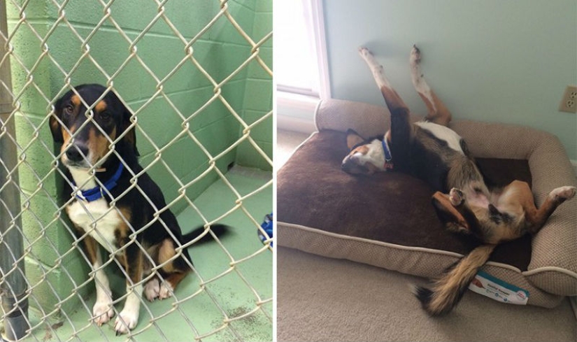 Animales antes y después de ser sacados del refugio