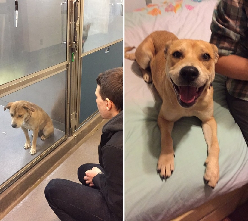 Animals before and after they were taken from the shelter