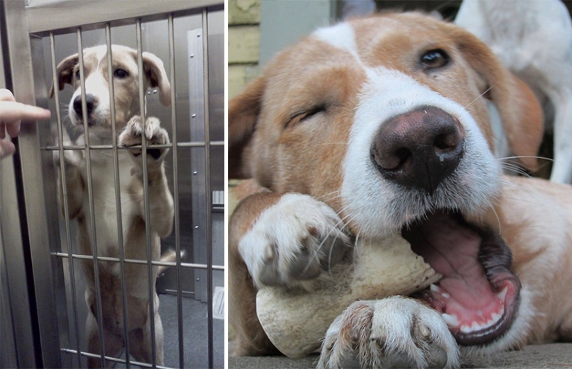 Animals before and after they were taken from the shelter