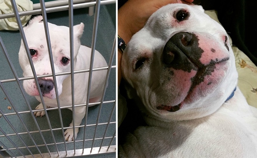 Animals before and after they were taken from the shelter