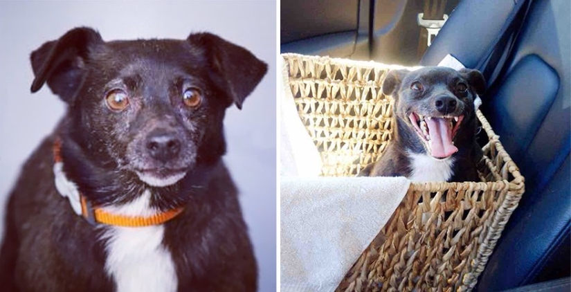 Animals before and after they were taken from the shelter