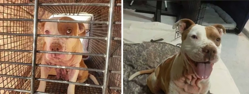 Animals before and after they were taken from the shelter