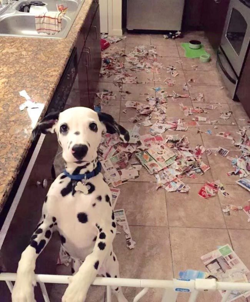 Animals caught in the act and claiming it's not what it seems