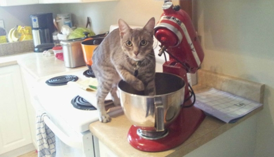 Animals caught in the act and claiming it's not what it seems