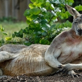 Animals that do not doubt their coolness