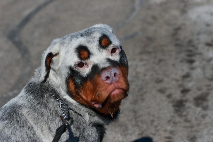 Animals with vitiligo, which seemed to lack paint