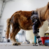 Animals without limbs given a second chance