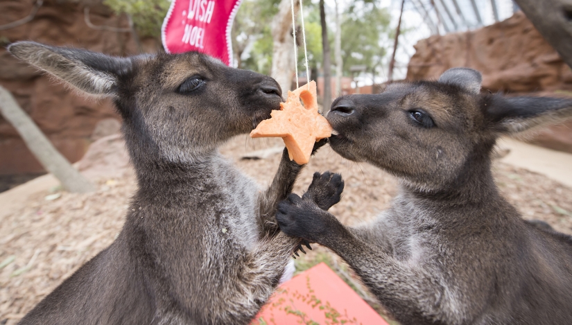 Año Nuevo y Navidad al estilo australiano: canguros en lugar de ciervos y Papá Noel en una tabla con remo