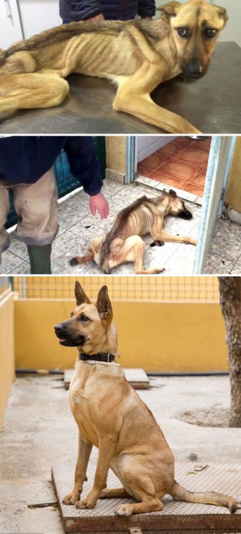 Antes y después: ejemplos desgarradores de la reencarnación de perros que han encontrado dueños amorosos