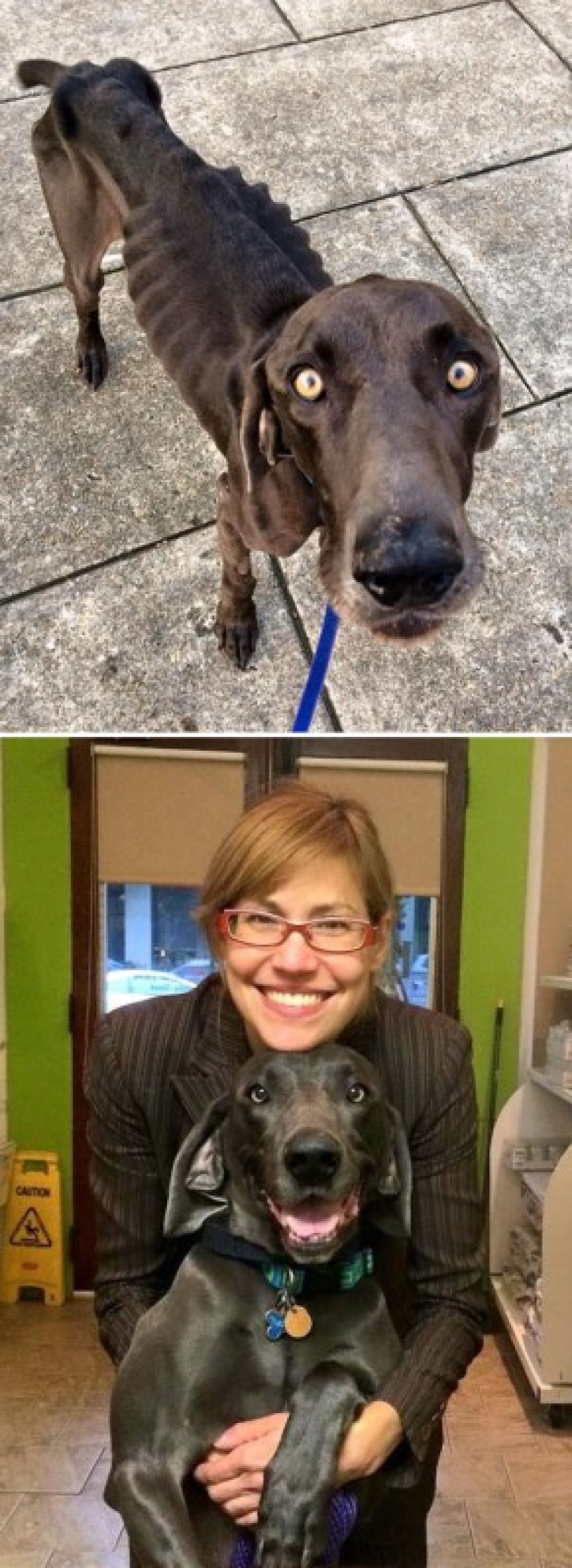 Antes y después: ejemplos desgarradores de la reencarnación de perros que han encontrado dueños amorosos
