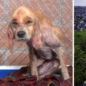 Antes y después: ejemplos desgarradores de la reencarnación de perros que han encontrado dueños amorosos