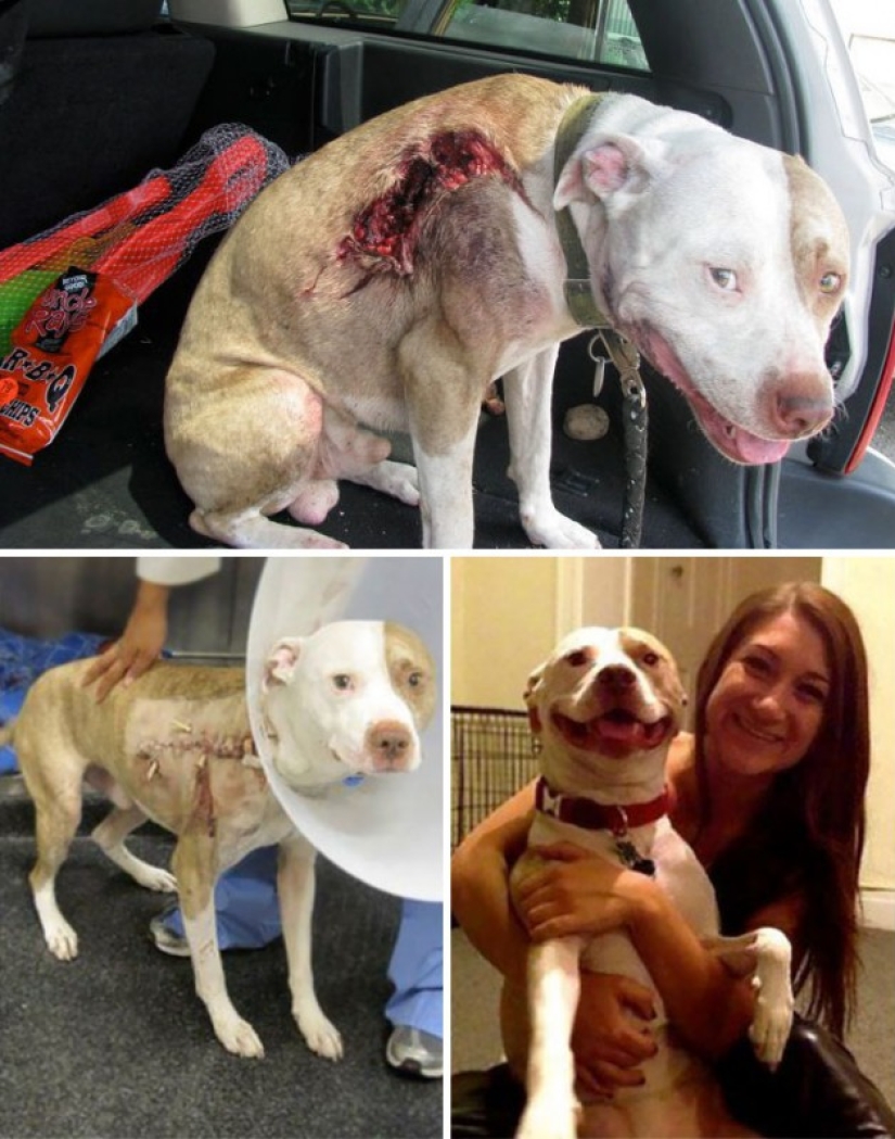 Antes y después: un desgarrador ejemplos de la transformación de los perros que encontró un hogar lleno de amor