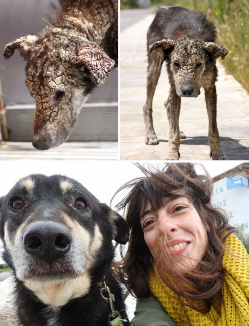 Antes y después: un desgarrador ejemplos de la transformación de los perros que encontró un hogar lleno de amor