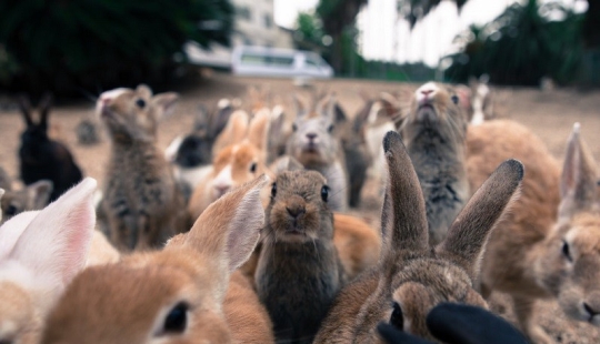 Aquí está, el paraíso de los conejos en Japón