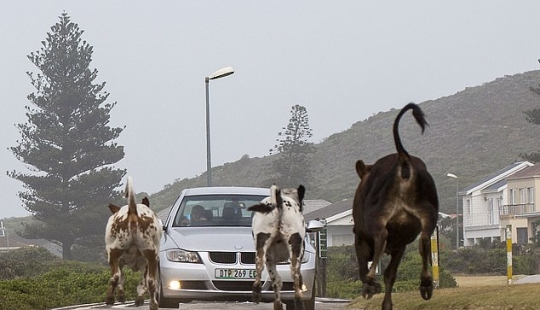 Ar "Mu-uu" Geddon: Motín de vacas en Sudáfrica