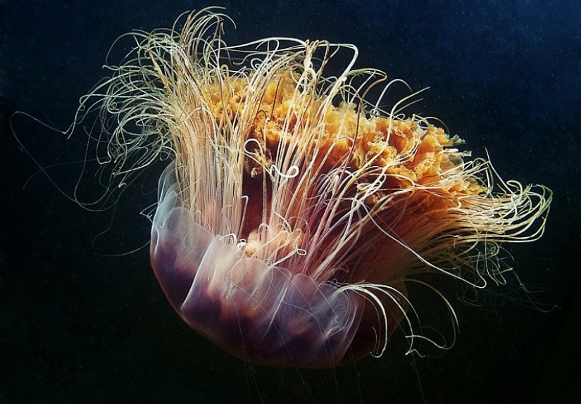 Arctic cyanea — a delightful giant of the world of jellyfish