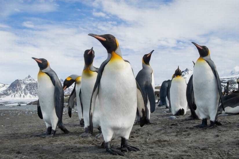 Are penguins aliens? Scientists have discovered a chemical substance from Venus in the droppings of birds