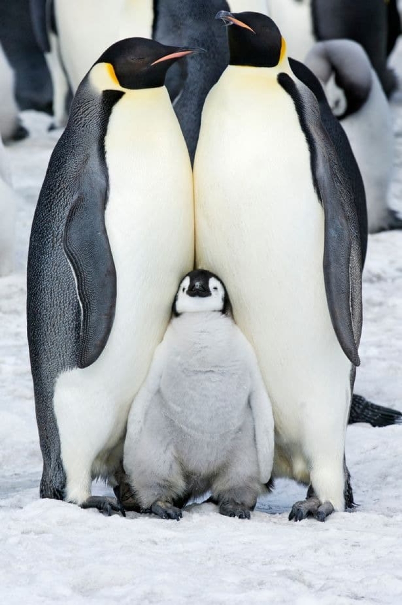 Are penguins aliens? Scientists have discovered a chemical substance from Venus in the droppings of birds