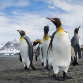 Are penguins aliens? Scientists have discovered a chemical substance from Venus in the droppings of birds