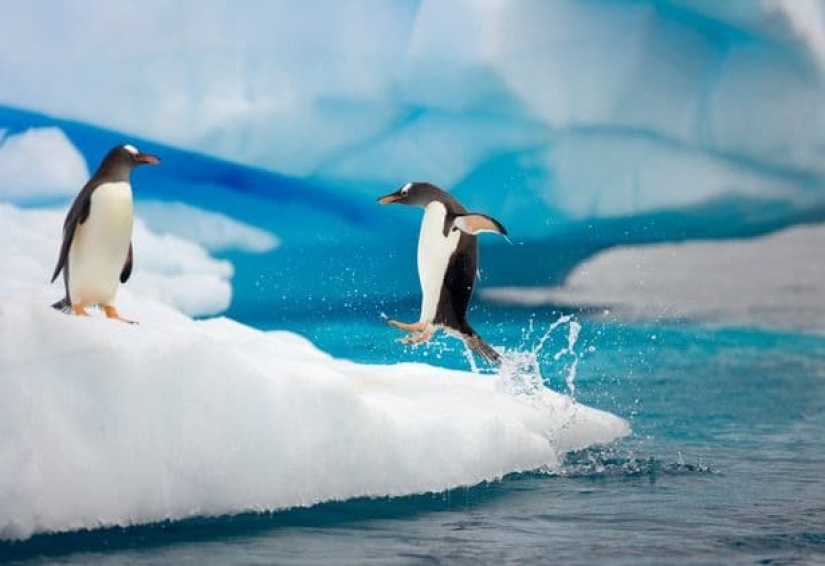 Are penguins aliens? Scientists have discovered a chemical substance from Venus in the droppings of birds