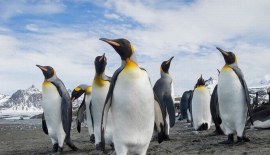 Are penguins aliens? Scientists have discovered a chemical substance from Venus in the droppings of birds