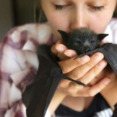 Are you still afraid of bats? Then we are coming to you!