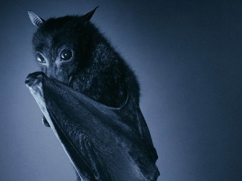 Are you still afraid of bats? Then we are coming to you!