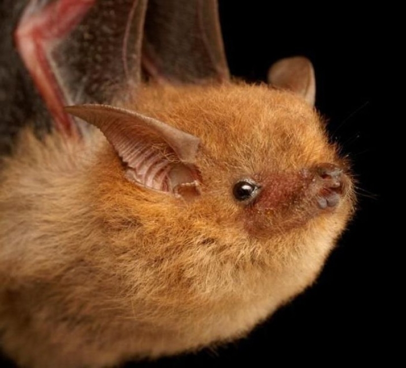 Are you still afraid of bats? Then we are coming to you!