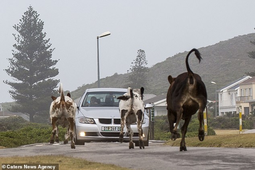 Ar"Mu-uu" Geddon: Cow Riot in South Africa