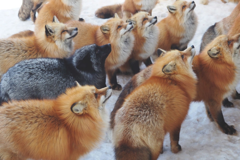 Around the fur: there are more than a hundred foxes living in a Japanese village