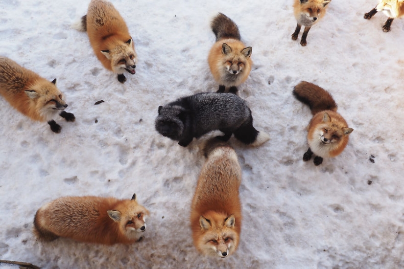 Around the fur: there are more than a hundred foxes living in a Japanese village