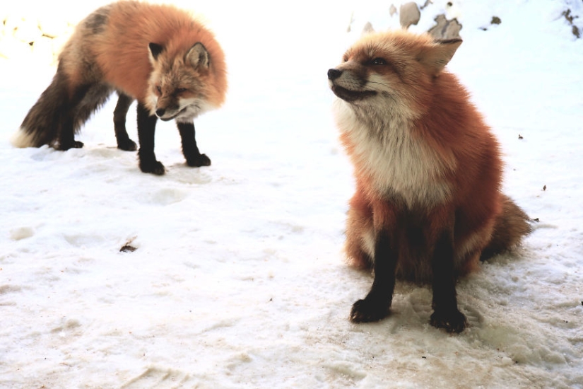 Around the fur: there are more than a hundred foxes living in a Japanese village