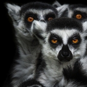 Artistic portraits of animals by Wolf Ademate