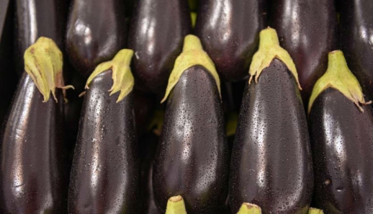 As an ordinary eggplant, it became an occasion for litigation nine years long and worth 8 thousand euros