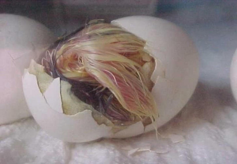 As the egg develops chicken