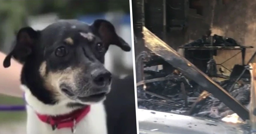 At the cost of his own life: in Florida, a faithful dog died saving a family from a fire