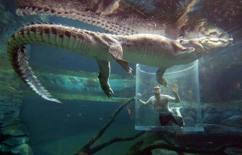 Atracción extrema de Crocosaurus Cove en Australia