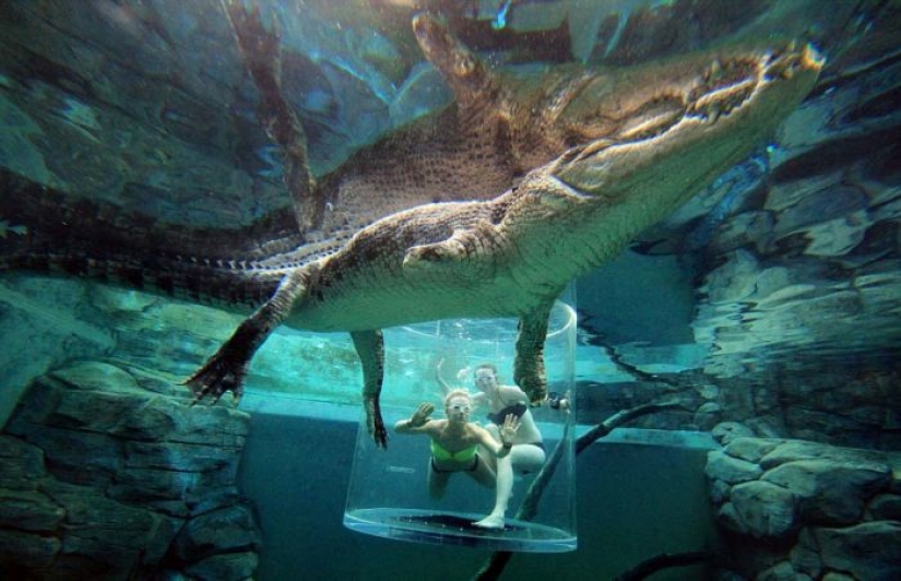 Atracción extrema de Crocosaurus Cove en Australia